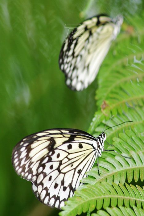 Farfalle bianche
