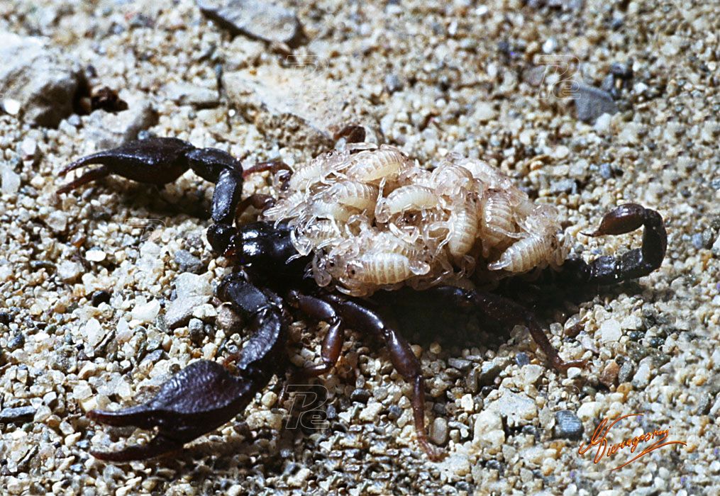 Scorpioni con piccoli
